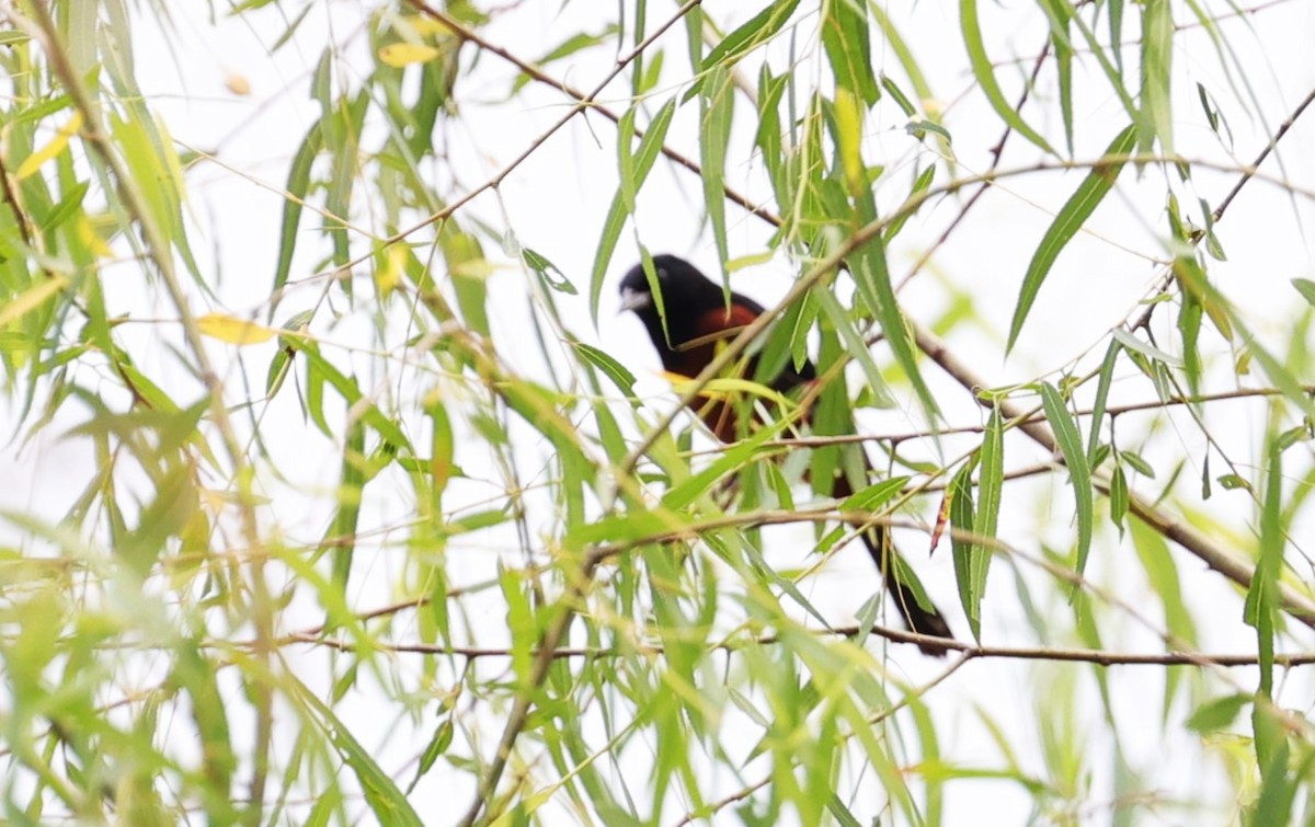 Orchard Oriole - ML618128041