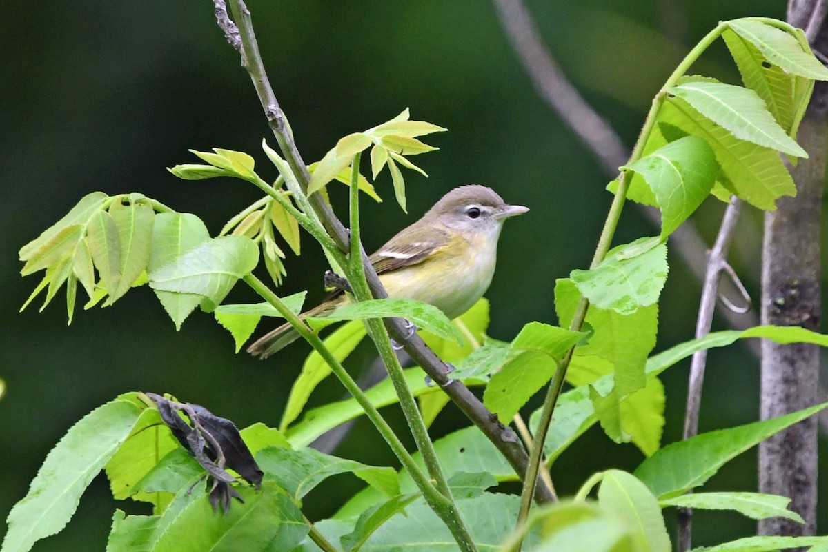 Bell's Vireo - Todd Fitzgerald
