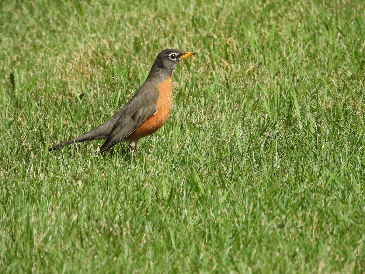 American Robin - Jeff Percell