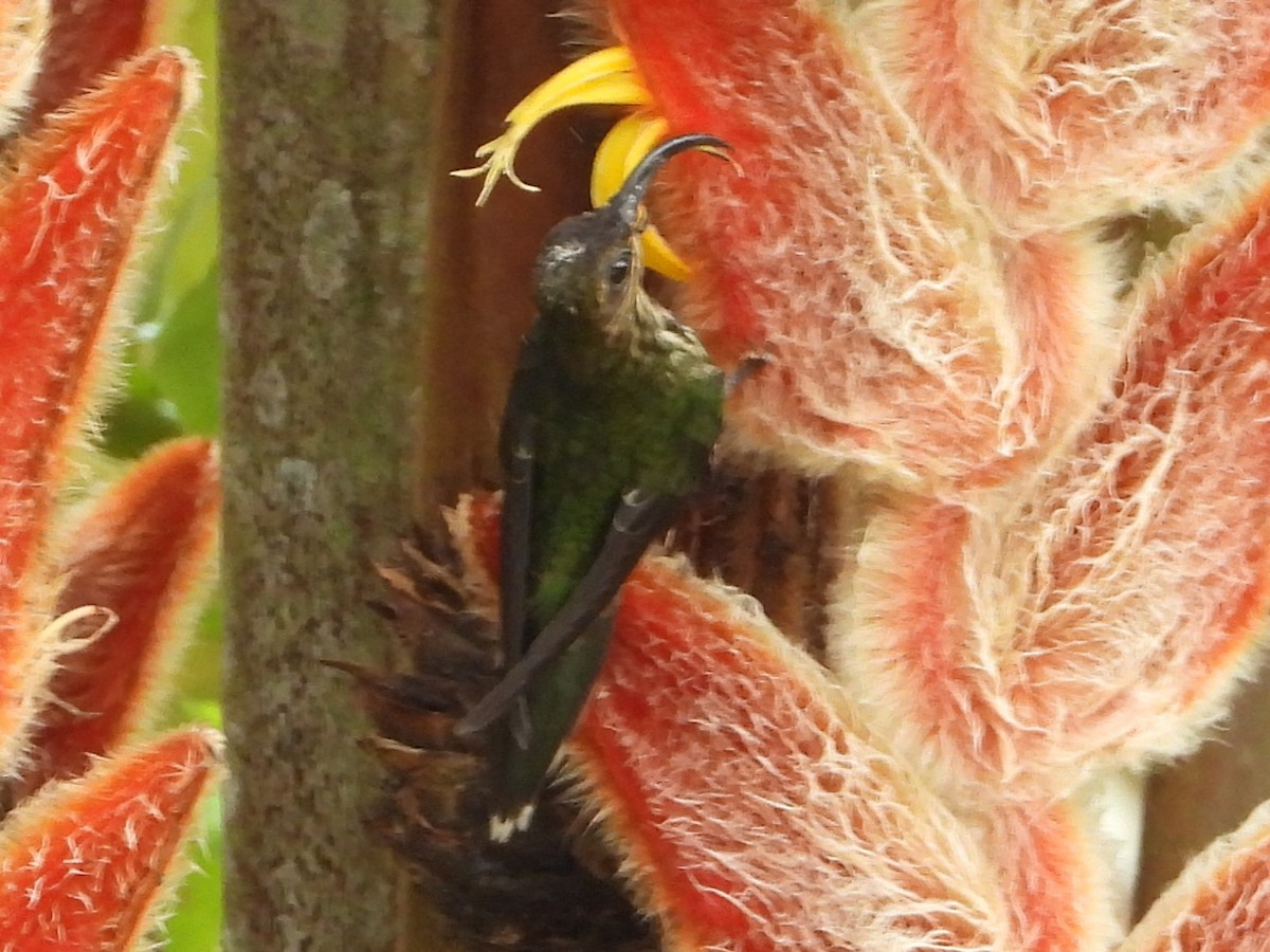 kolibřík orlozobec - ML618128081