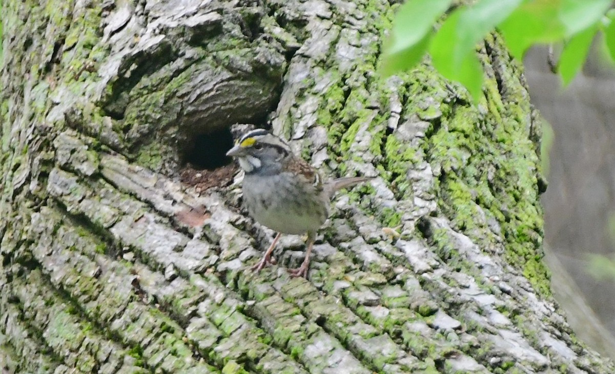 White-throated Sparrow - ML618128126