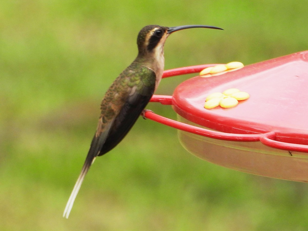 kolibřík světlebřichý - ML618128127