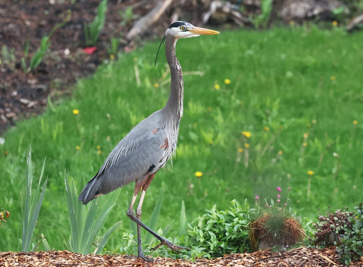 Great Blue Heron - Ritch Pope