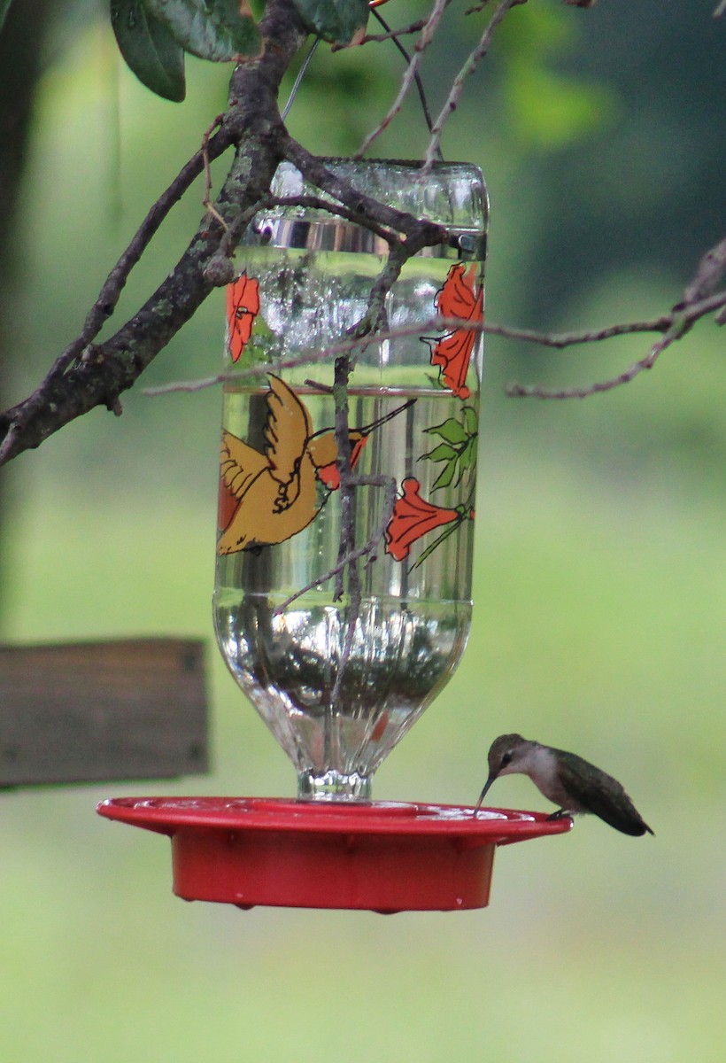 hummingbird sp. - Nelda Zamir