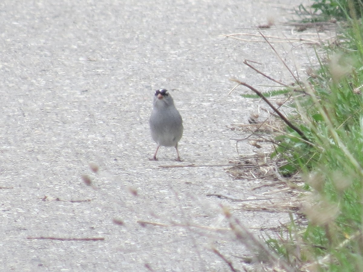 White-crowned Sparrow - ML618128156
