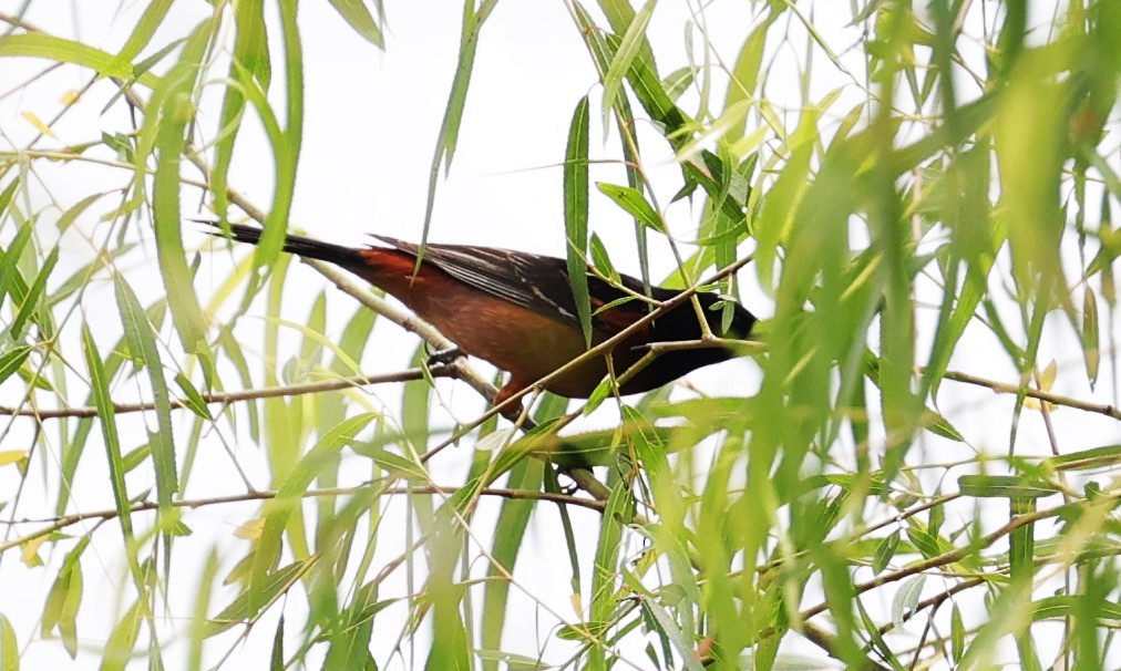 Orchard Oriole - ML618128181