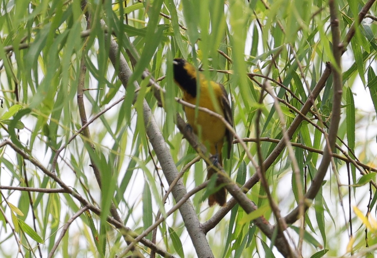 Orchard Oriole - ML618128187