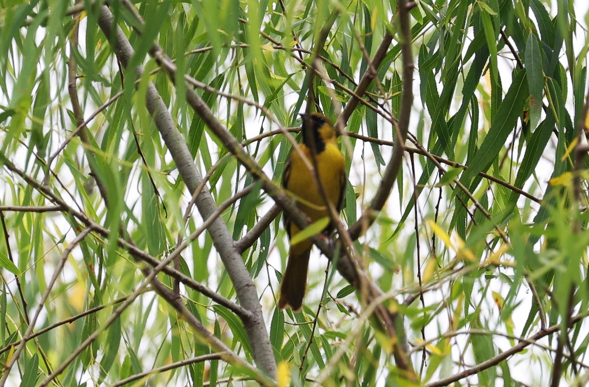 Orchard Oriole - ML618128188