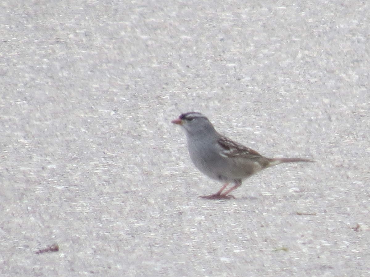 White-crowned Sparrow - ML618128210