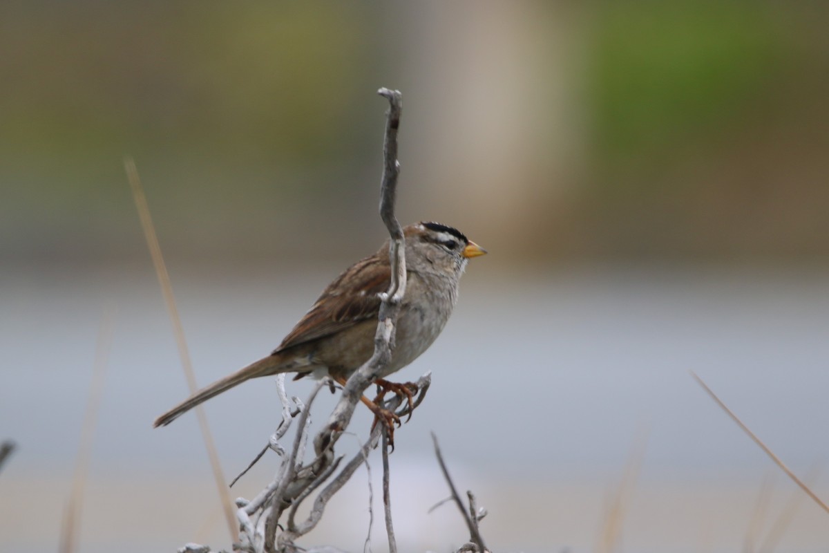 White-crowned Sparrow - ML618128212