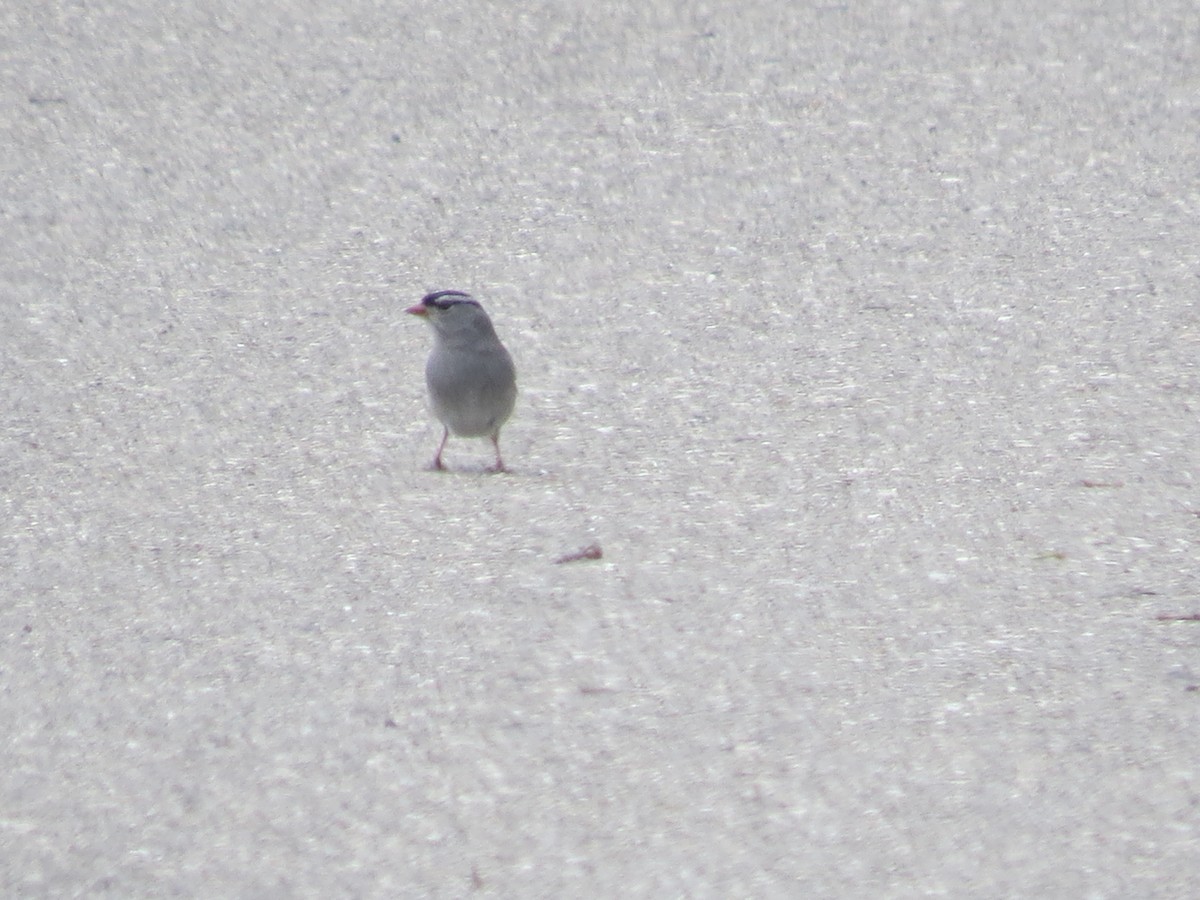 White-crowned Sparrow - ML618128213