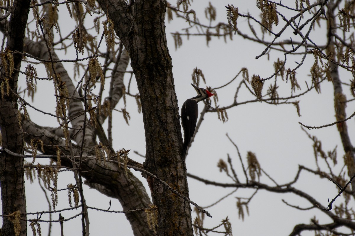 Pileated Woodpecker - Isaac Boardman