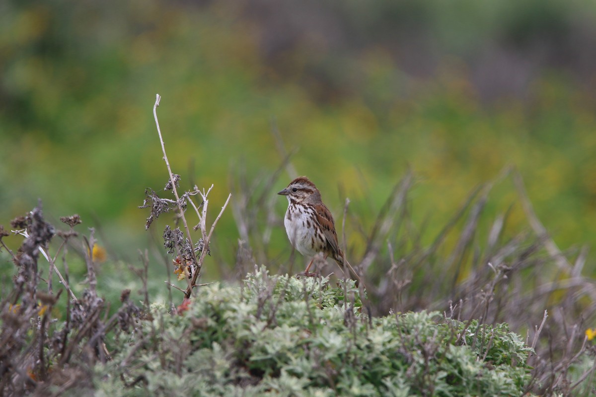 Song Sparrow - Kevin Lester