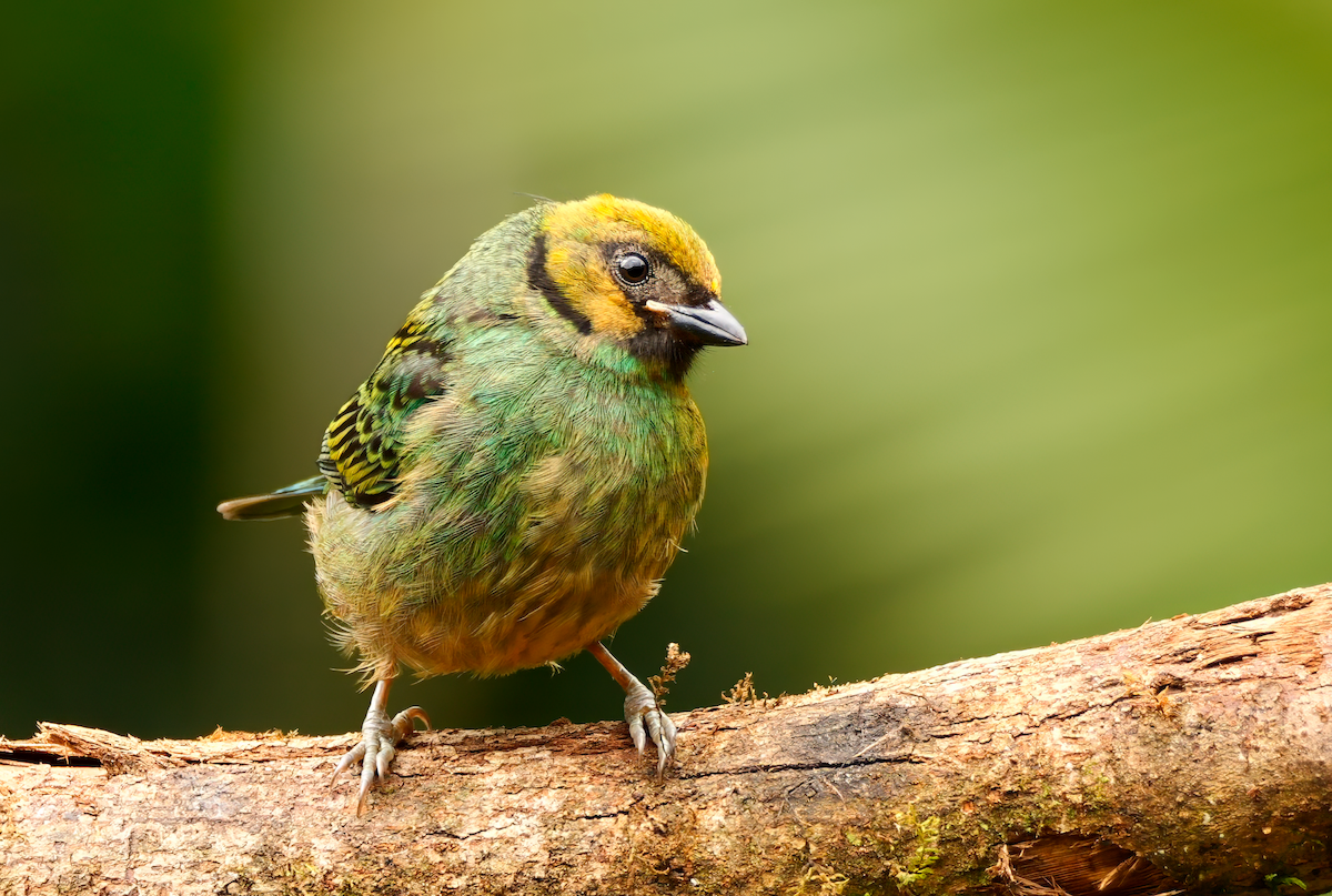 Saffron-crowned Tanager - ML618128221