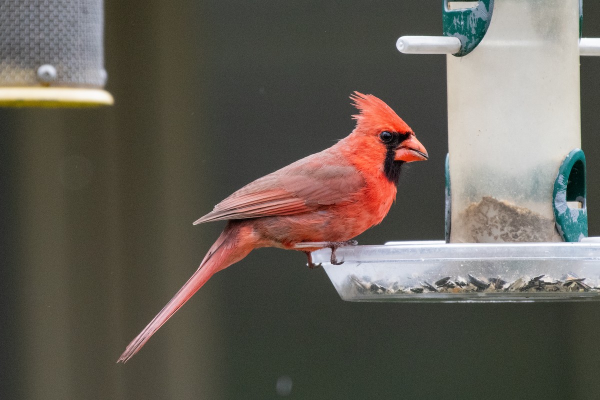 Northern Cardinal - Isaac Boardman