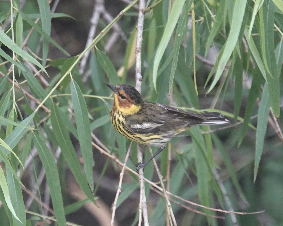 Cape May Warbler - ML618128276