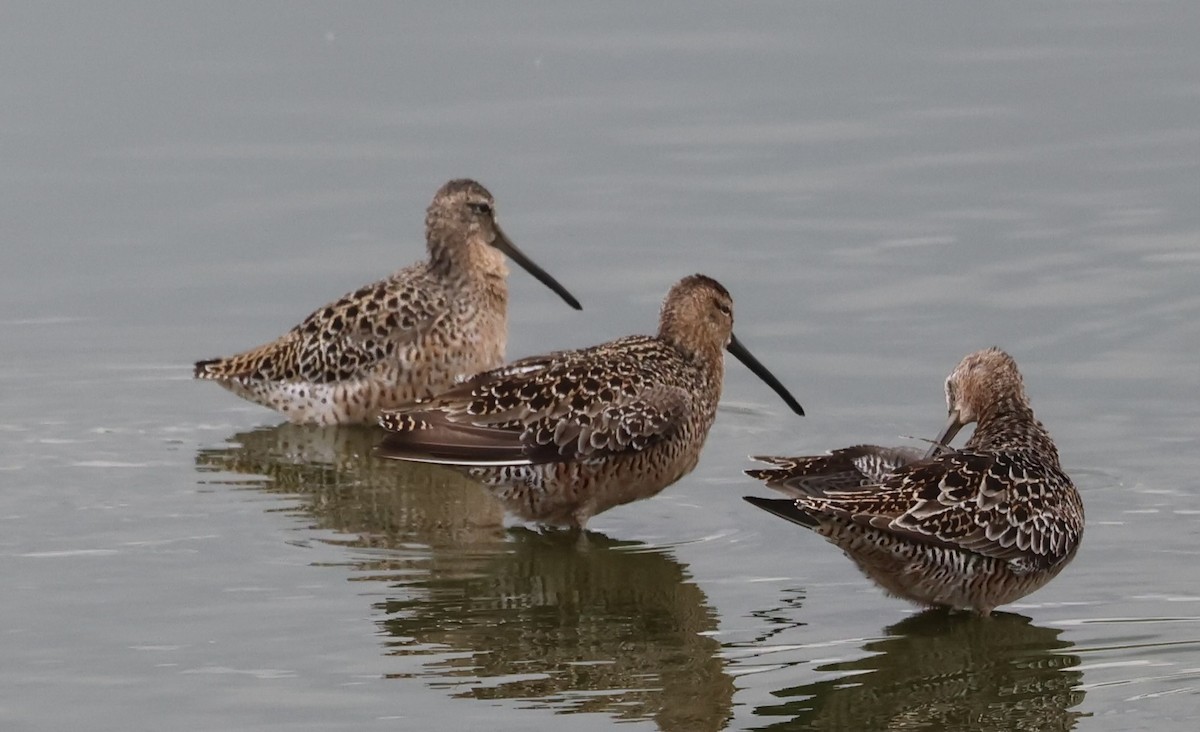 Long-billed Dowitcher - Adrian Hall