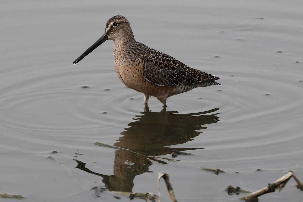 Long-billed Dowitcher - Adrian Hall