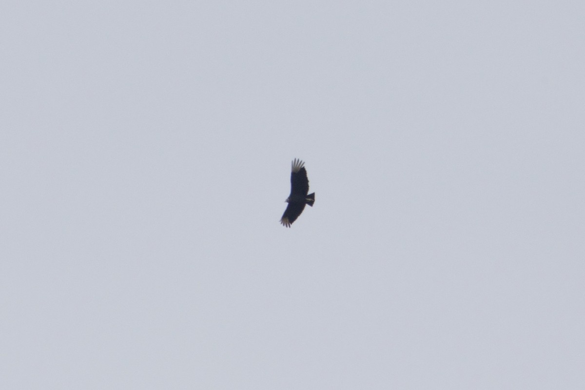 Black Vulture - ML618128350