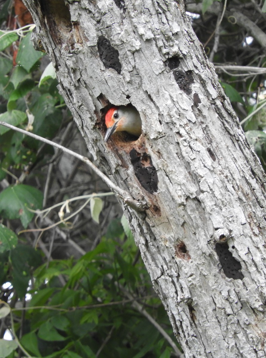 Red-bellied Woodpecker - Kyleigh Godsey