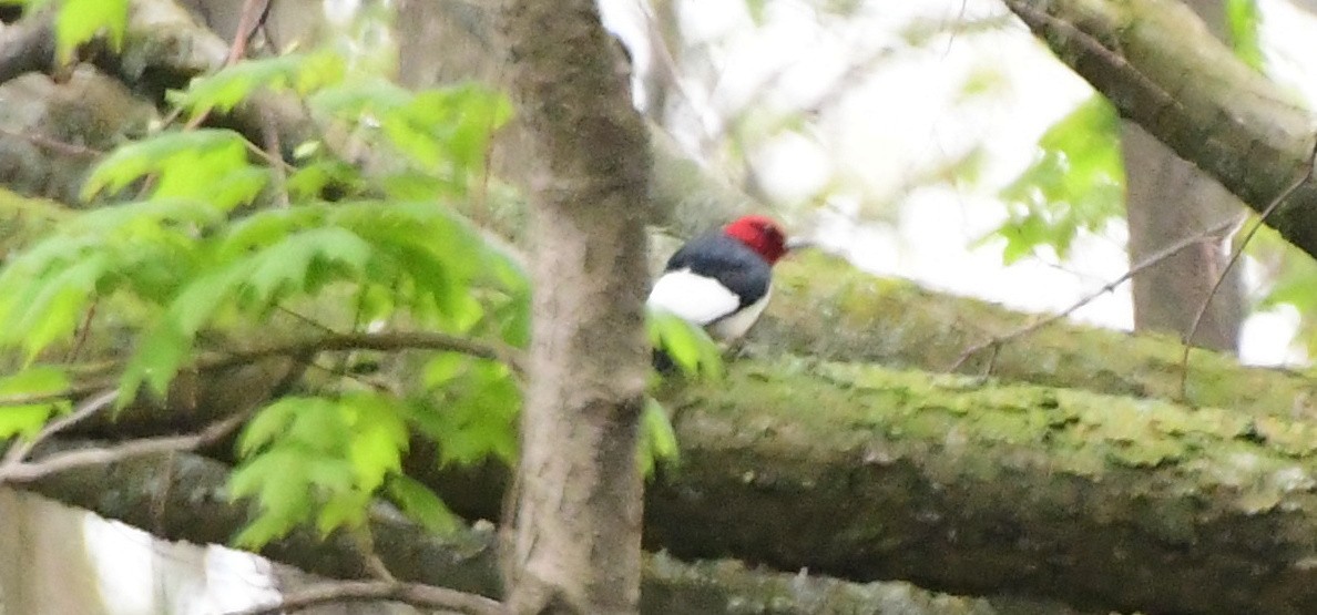 Red-headed Woodpecker - James Bozeman