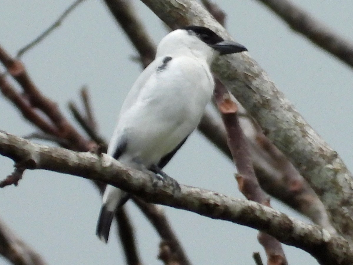 Black-crowned Tityra - Mary Leigh