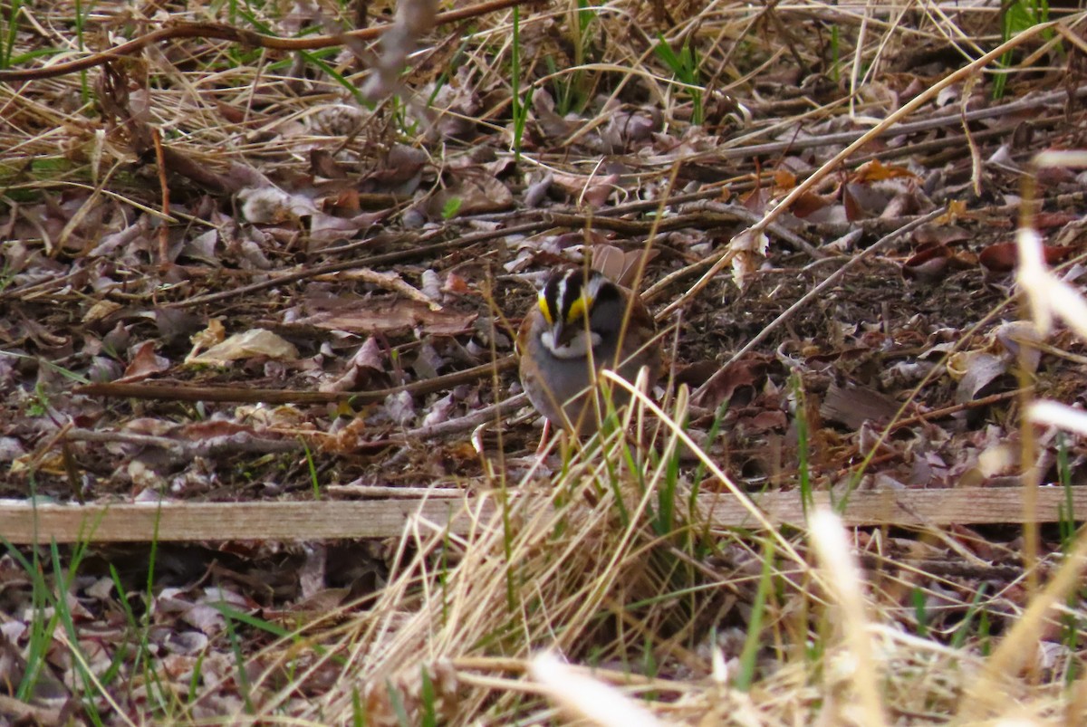 White-throated Sparrow - ML618128421