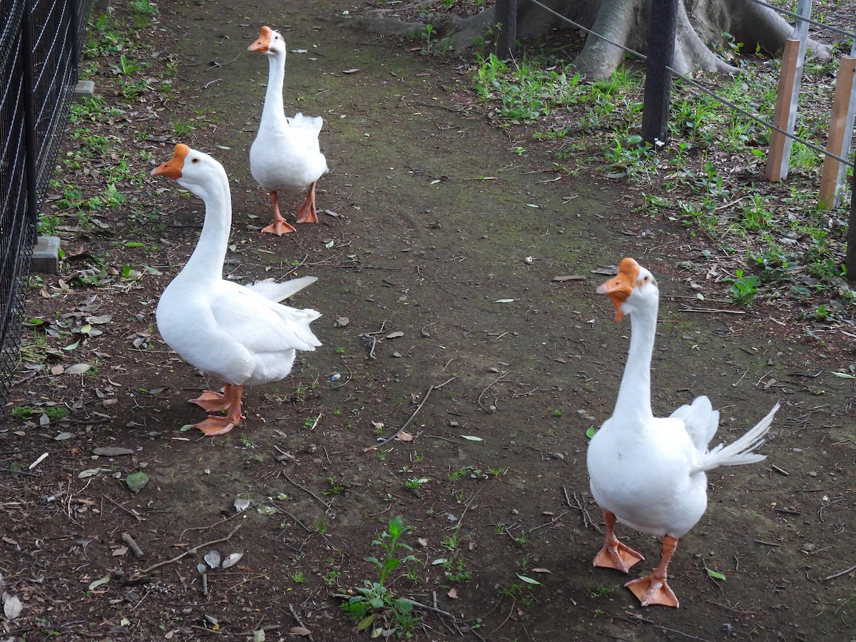 Domestic goose sp. (Domestic type) - Anonymous