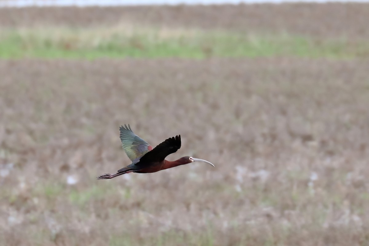 ibis americký - ML618128444