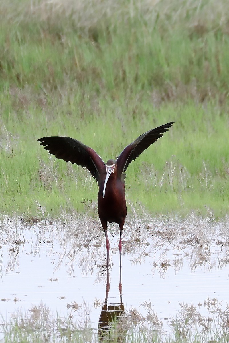 ibis americký - ML618128445