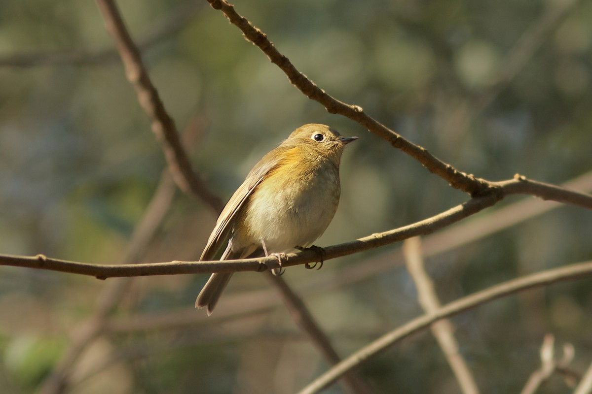 Red-flanked Bluetail - ML618128471