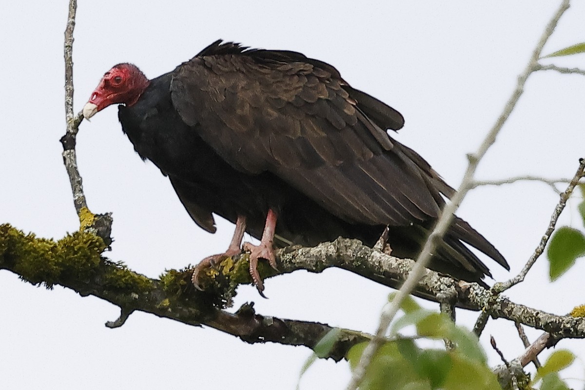 Turkey Vulture - ML618128520