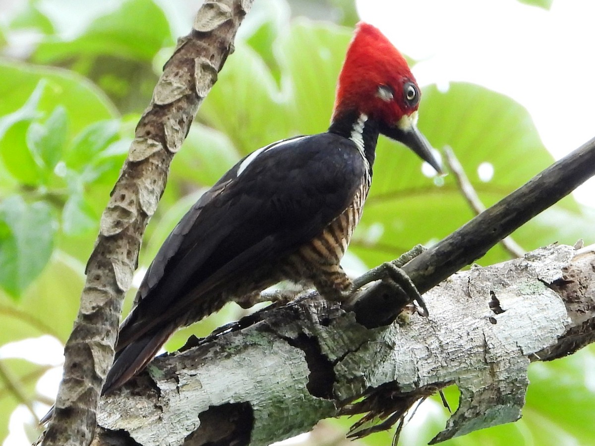 Crimson-crested Woodpecker - Mary Leigh