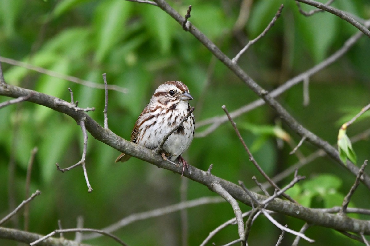 Song Sparrow - Michael Asher