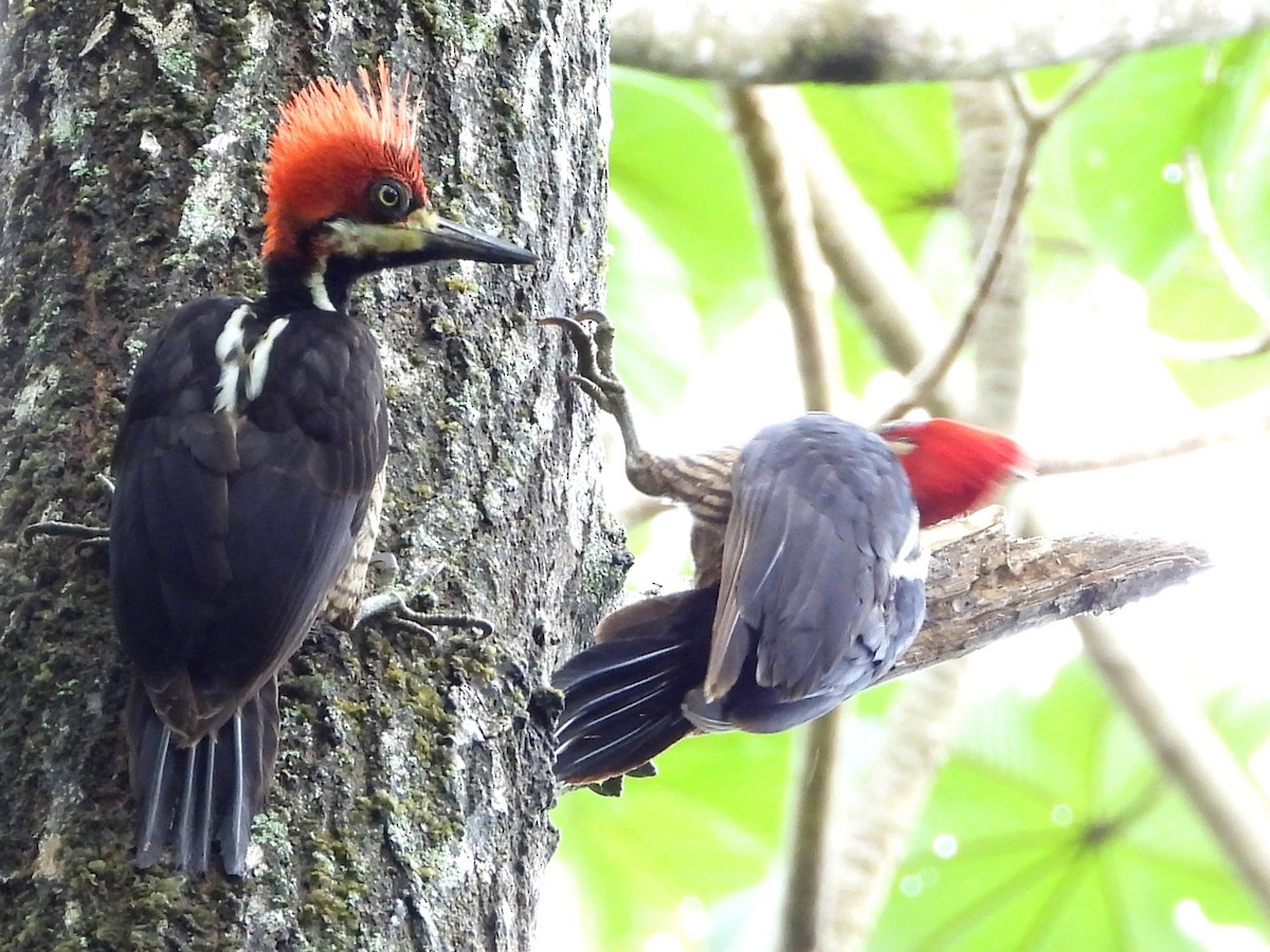 Crimson-crested Woodpecker - ML618128527