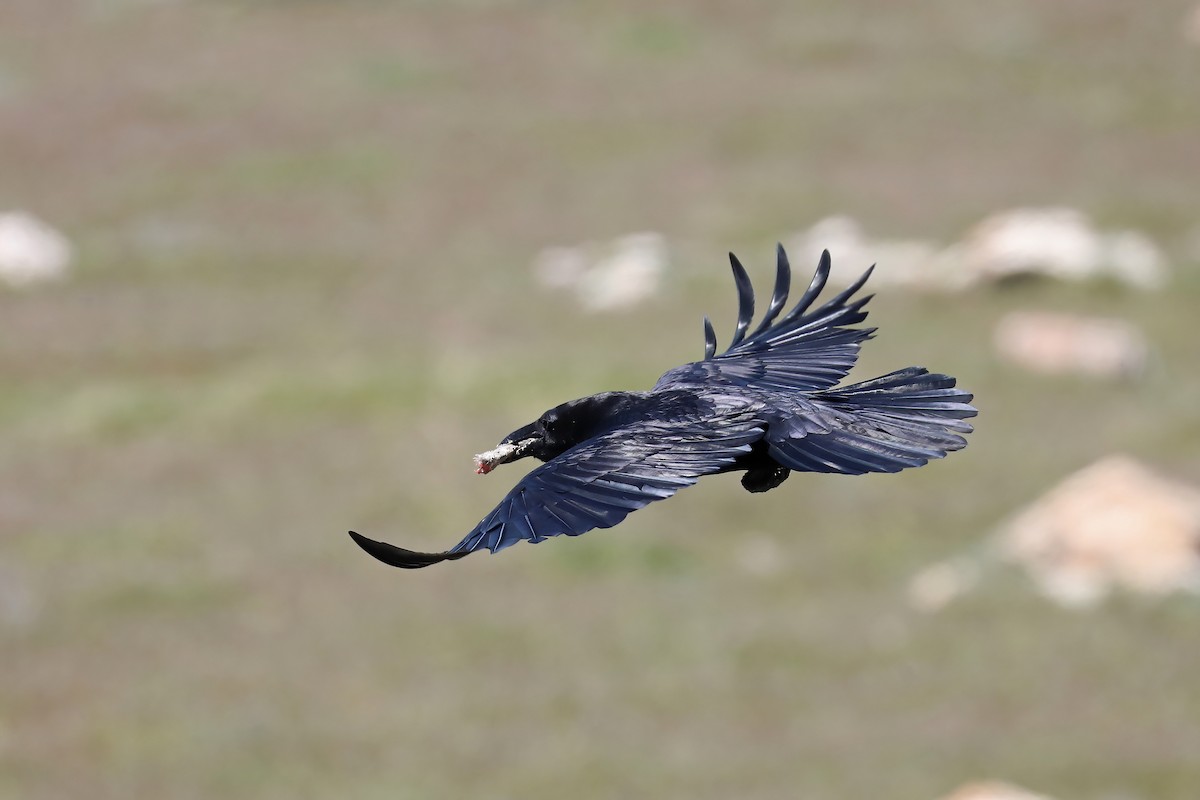 Common Raven - ML618128534