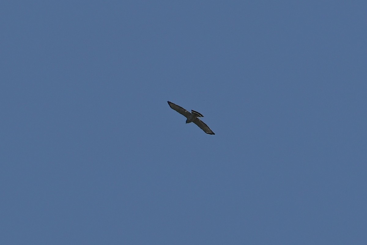 Broad-winged Hawk - ML618128544
