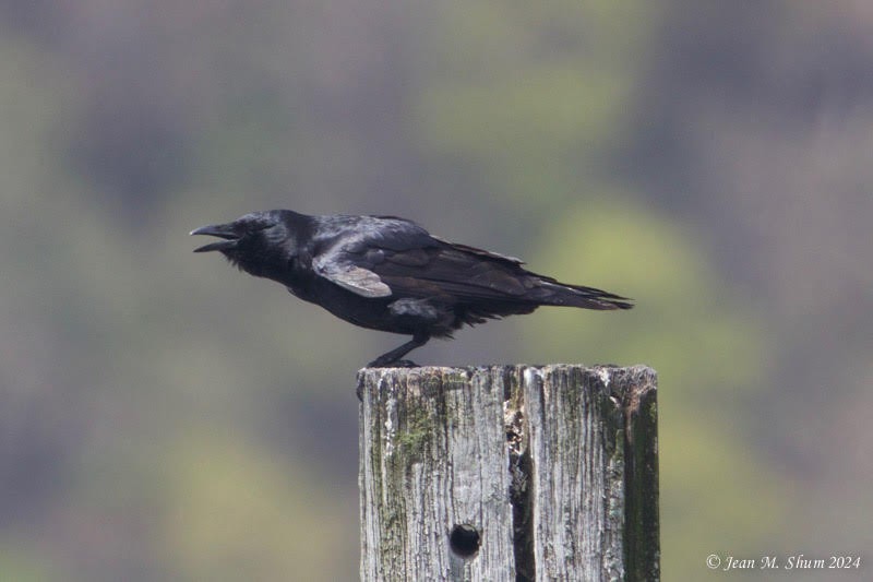 Fish Crow - Anonymous