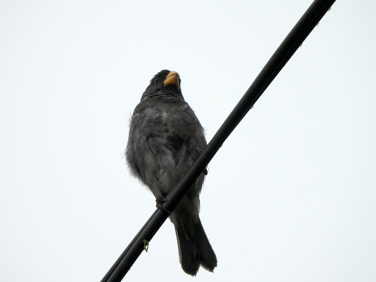 Gray Seedeater - ML618128564