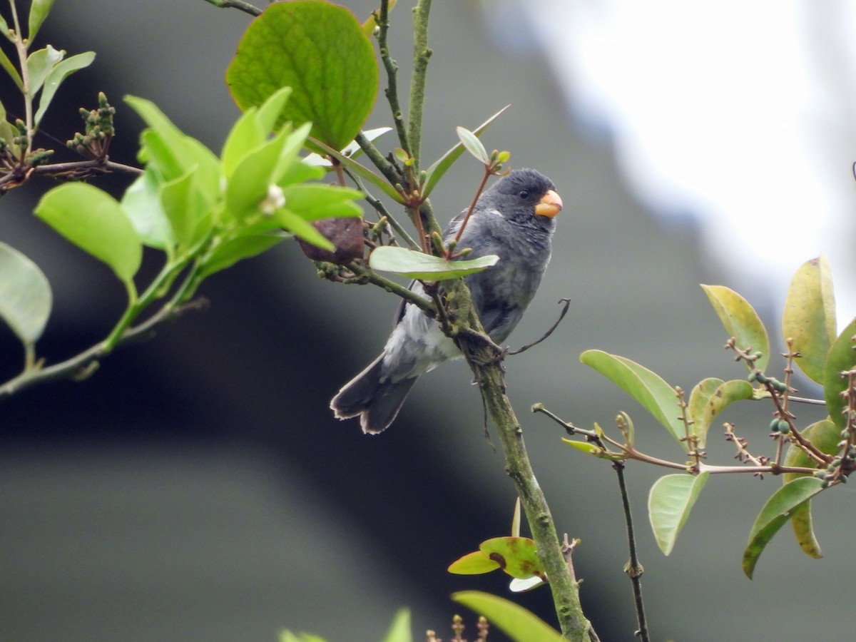 Gray Seedeater - ML618128565