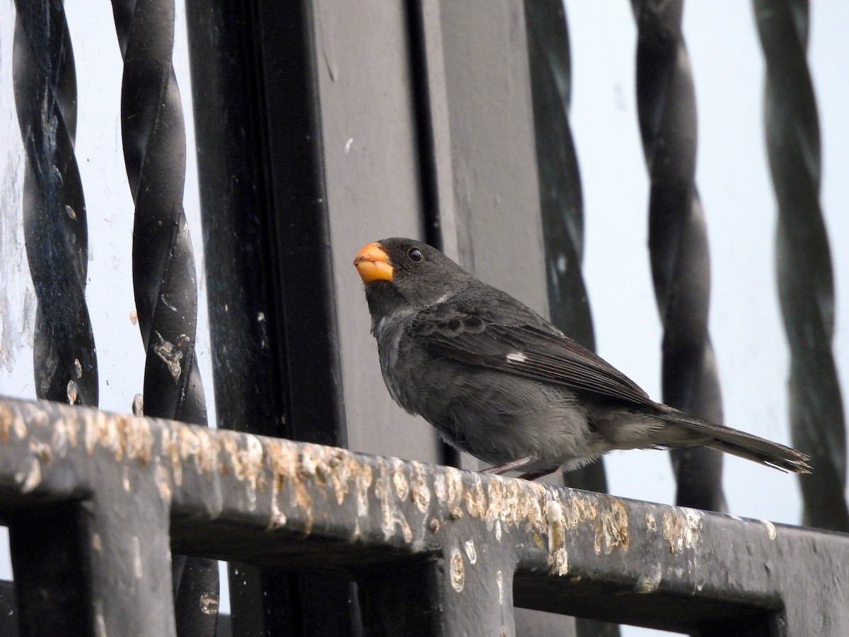 Gray Seedeater - ML618128566