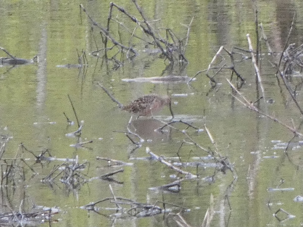 Long-billed Dowitcher - ML618128567