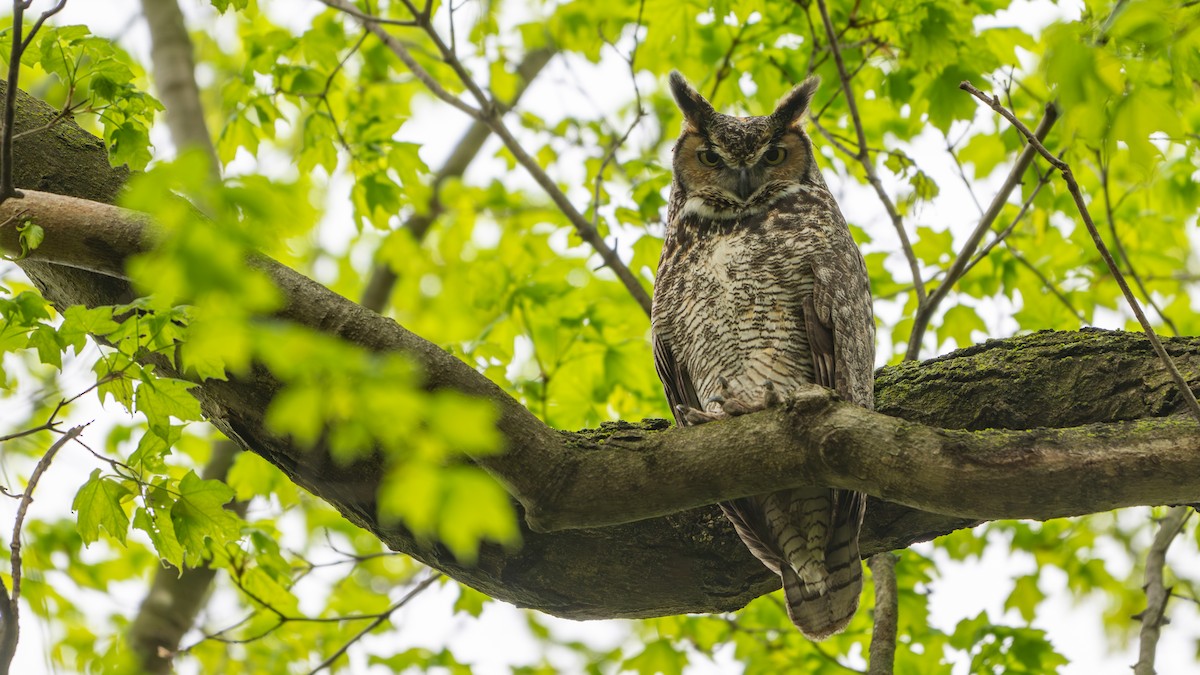 Great Horned Owl - ML618128581