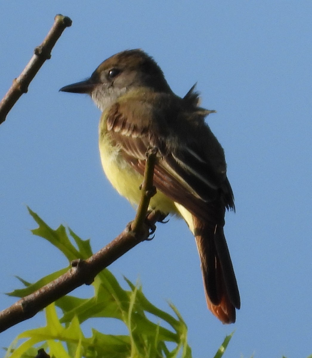 Great Crested Flycatcher - Amanda Brown
