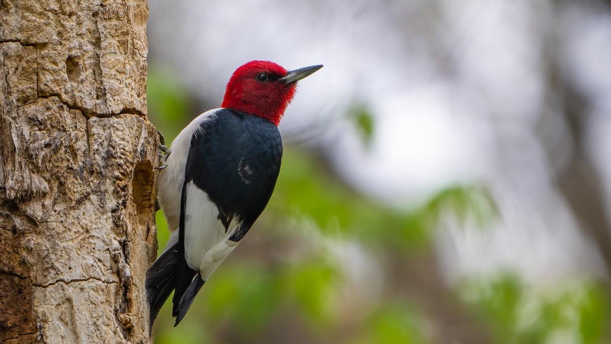 Red-headed Woodpecker - ML618128593