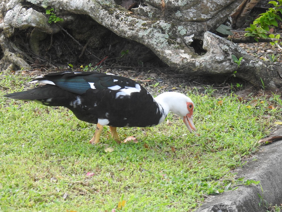 Muscovy Duck (Domestic type) - Coral Avilés Santiago