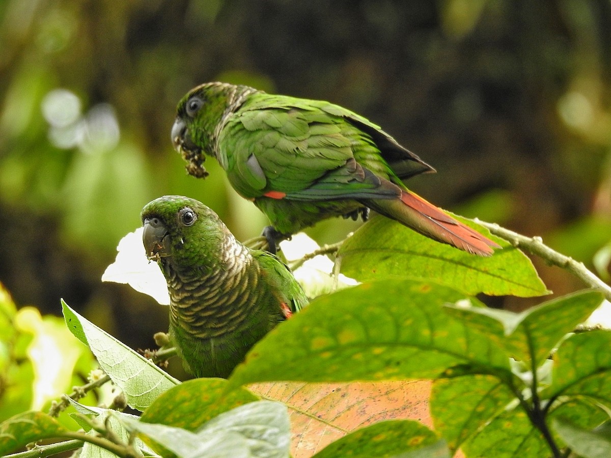Maroon-tailed Parakeet - ML618128625