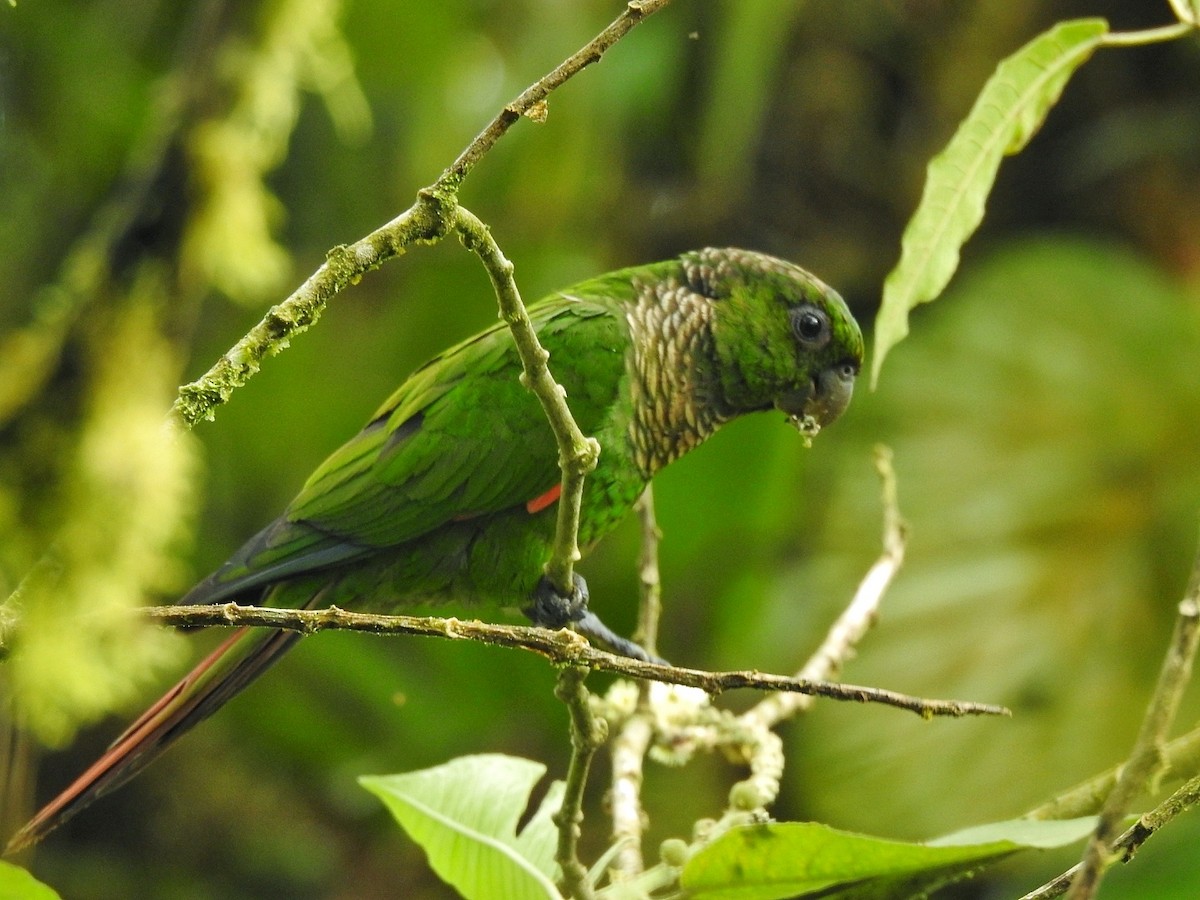 Maroon-tailed Parakeet - ML618128627