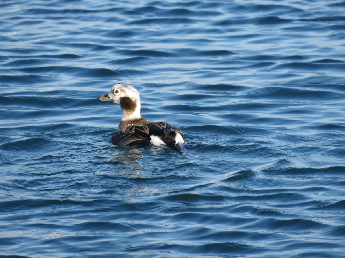 Long-tailed Duck - ML618128636