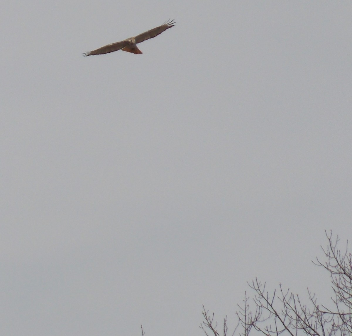 Red-tailed Hawk - Glenn Knoblock